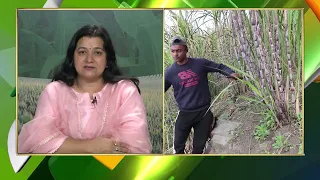 Sunita Pandey on Pesticide control  in sugarcane/गन्ने की फसल में कीटनाशक नियंत्रण पर सुनीता पांडे