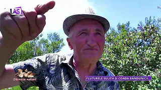 Nature's Generosity – The Scarce Swallowtail and the Old World Swallowtail