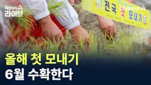 올해 첫 모내기…6월 수확한다 / 채널A / 뉴스A 라이브