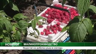МАЛИНОПРОИЗВОДСТВО: Недостиг на работна ръка в сектора