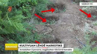 KULTIVUAN LËNDË NARKOTIKE/ Arrestohen 3 persona, asgjësohen 436 bimë kanabis