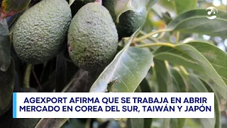 Netherlands dominates Hass avocado imports as sector eyes expansion into Asia