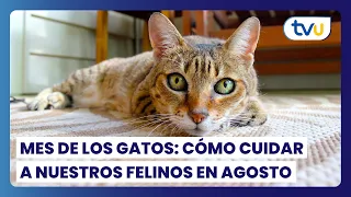 Cat Month: How to care for our felines in August