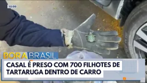 Casal é preso com 700 filhotes de tartaruga | Bora Brasil