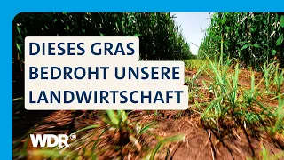 Erdmandelgras: Wie NRW gegen die invasive Pflanze vorgehen will | Westpol | WDR