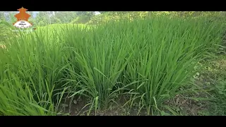 धनकुटाको बेलहरामा सिँचाइ सुविधा नभएका सुख्खा तथा भिरालो पाखोबारीमा धान खेती विस्तार | NTV