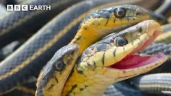 2 Hours With Our Planet's Spectacular Wildlife | BBC Earth