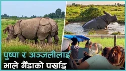 कोशीटप्पुमा सारिएका पुष्पा र अञ्जली प्रजनन उमेरमा पुगिसके, भाले गैँडा नहुँदा वंश विस्तारको योजना...