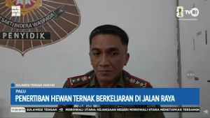STHI - Penertiban Hewan Ternak Berkeliaran di Jalan Raya
