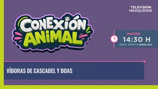 Víboras de cascabel y boas: El respeto por la serpiente | Conexión Animal | 08-09-2026