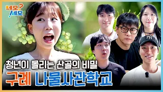The Secret of a Mountain Village Attracting Youth, Gurye Wild Vegetable Academy | Nemosemo EP.38