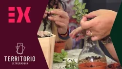 Almaraz gathers plant lovers for a terrarium workshop | Territorio Extremadura
