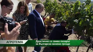 Агротема: Драстично се свива пазарът за българско винено грозде