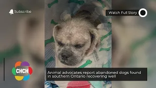 Animal advocates report abandoned dogs found in southern Ontario recovering well