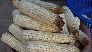 Lolotique Corn Festival