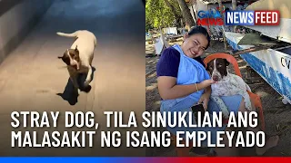 Stray dog, tila sinuklian ang malasakit ng isang empleyado | GMA News Feed