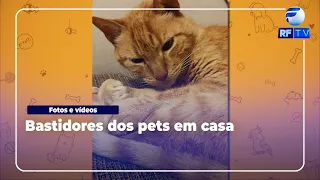 Pet Zap