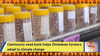 Community seed bank helps Zimbabwe farmers adapt to climate change