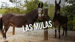 Las mulas: el motor de las montañas en Colombia ?⛰️ - TvAgro por Juan Gonzalo Angel