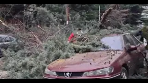 Падна дрво од дворот на училиштето ,,Васил Антевски Дрен" во Кисела вода, оштетени се неколку возила