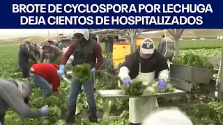 Cyclospora outbreak linked to lettuce leaves hundreds hospitalized | FOX 7 Austin
