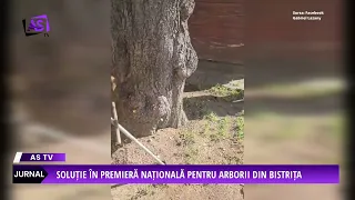 A first-of-its-kind national solution for trees in Bistrița