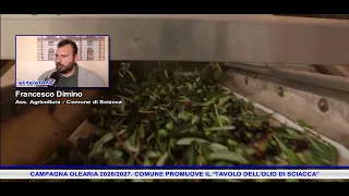 2026/2027 OLIVE OIL SEASON: MUNICIPALITY PROMOTES THE "SCIACCA OIL ROUNDTABLE"
