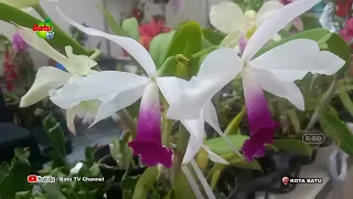 BATU SHINING ORCHID WEEK 2026 EXHIBITION