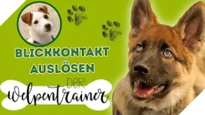 DAS FUNKTIONIERT! So erweckst du die Aufmerksamkeit deines Hundes | Der Welpentrainer | sixx