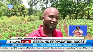 Kirinyaga Cuts Seedling Costs for Farmers as County Expands Local Propagation