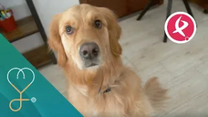 Terapia con perros, una ayuda emocional y terapéutica | A nuestra salud