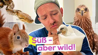 So rettet man Wildtiere | KiKA LIVE