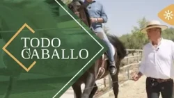 TodoCaballo | La Esperanza Stud specializes in black-coated Pure Spanish Horses