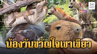 สวนสัตว์เขาเขียวเปิดตัวสมาชิกใหม่ “น้องวัน” คาปิบาร่าสุดน่ารัก | ข่าวอรุณอมรินทร์ | 29/07/69