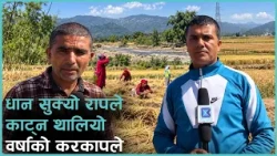 वर्षाको डर, बिहानदेखि साँझसम्मै धान काट्न किसान खेतमै