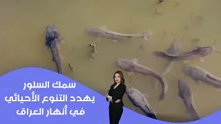 Catfish Threaten Biodiversity in Iraq's Rivers