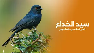 Fork-tailed Drongo: The Bird That Mastered the Art of Deception in the African Wilds | Quest Arabiya