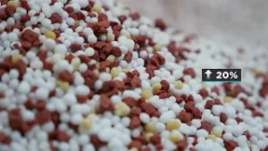 Preços do açúcar cristal branco caem em janeiro | Giro de Notícias