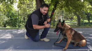 Entrenamiento Canino: ¿Cómo pedir a tu mascota que se eche?