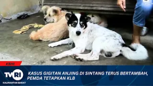 25 FEBRUARI 2026 KASUS GIGITAN ANJING DI SINTANG TERUS BERTAMBAH, PEMDA TETAPKAN KLB
