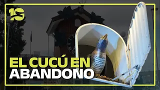 GREAT CONCERN OVER THE HEALTH OF THE CUCKOO OF CARLOS PAZ