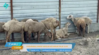 Cəlilabadda dabaq vaksini xırdabuynuzlu heyvanların tələfatına səbəb olub