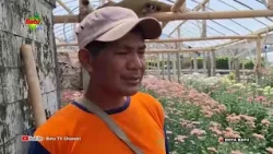 STRONG WINDS DAMAGE FLOWER GREENHOUSES