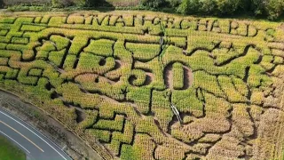 Corn Maze at Lyman Orchards celebrates America's 250th birthday