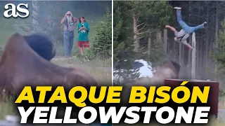 BISONTE CORNEA a un TURISTA y lo hace VOLAR VARIOS METROS por encima en Yellowstone