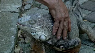 More than 50 iguanas are the oldest residents of the Tejelo neighborhood in Medellín