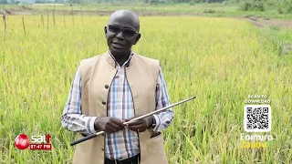 NARO ekusomesa ennima y'omuceere ekika kya Perennial Rice ofune kiralu