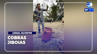ON AIR - Boa Constrictors found in excavator in Jaguariúna