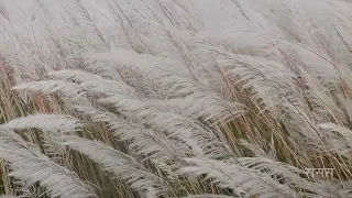 ढक्मक फुलेका काँस