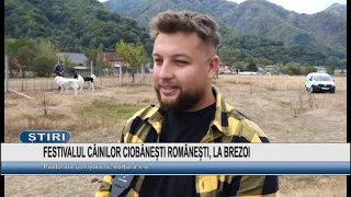 FESTIVALUL CÂINILOR CIOBĂNEȘTI ROMÂNEȘTI, LA BREZOI